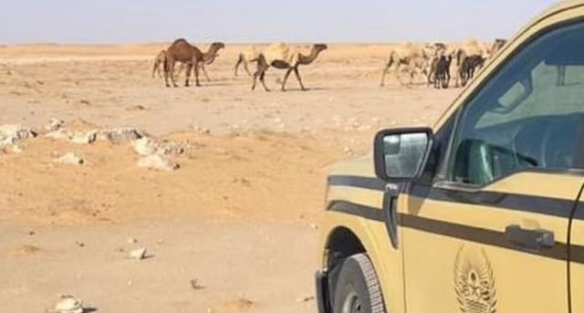ضبط مواطن لارتكابه مخالفة رعي في محمية الملك عبدالعزيز الملكية