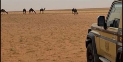 ضبط مواطن لارتكابه مخالفة رعي في محمية الإمام عبدالعزيز بن محمد الملكية 
