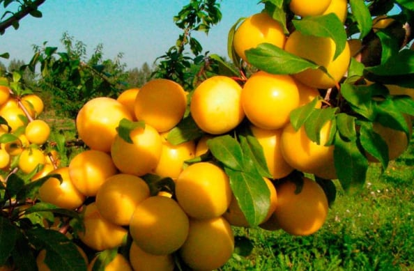 البرقوق.. فاكهة عسير الذهبية تعزز الجذب السياحي والزراعي