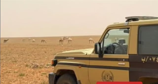 ضبط مواطن لارتكابه مخالفة رعي في محمية الملك عبدالعزيز الملكية