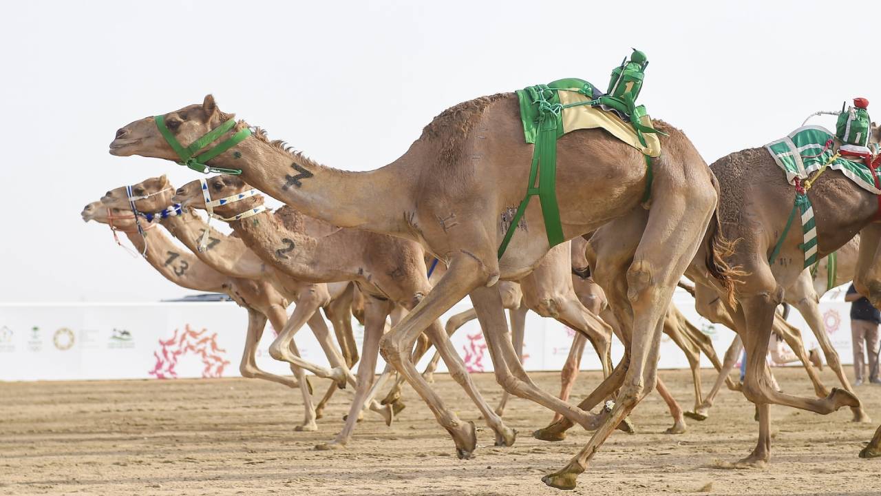 4 آلاف كيلوجرام من العسل غذاء مطايا «مهرجان ولي العهد»