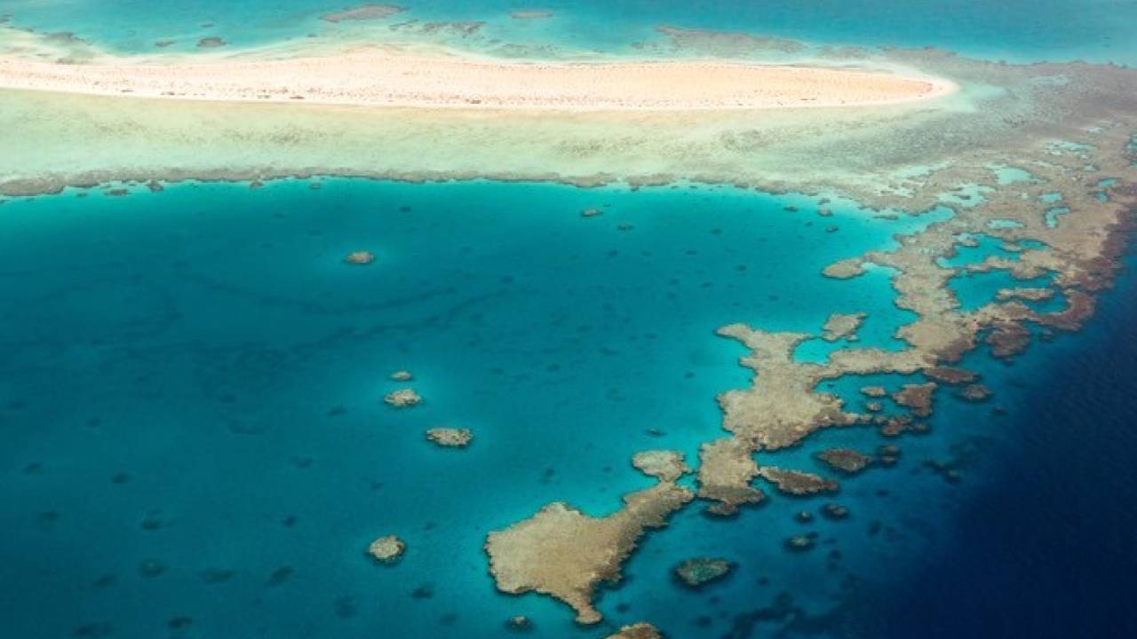 لأول مرة بالشرق الأوسط.. شركة البحر الأحمر تنتج أطعمة بحرية من ضوء الشمس