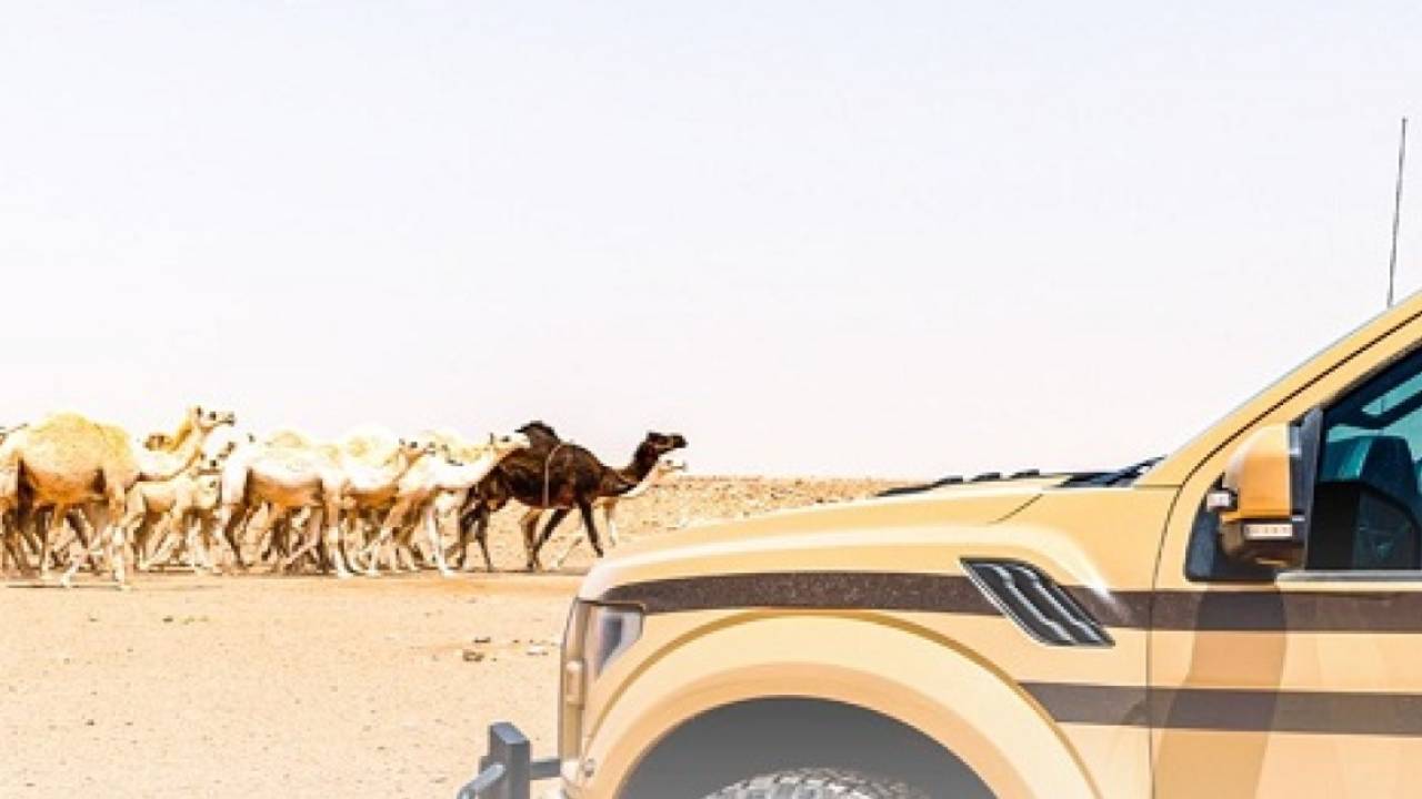 ضبط 8 مخالفين لنظام البيئة لارتكابهم مخالفات رعي 