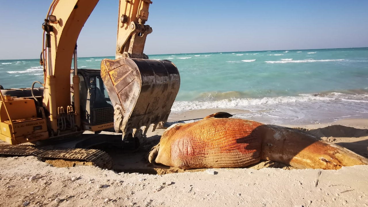 «الحياة الفطرية»: دفن الحوت النافق بشاطئ رأس تنورة.. حرصنا على الاستفادة من الهيكل مستقبلا