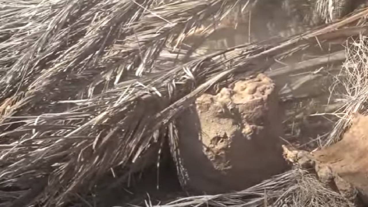 مموهة وتعمل بحساس ضوئي.. فيديو يوثق أكبر شبكة ألغام في الساحل الغربي لليمن