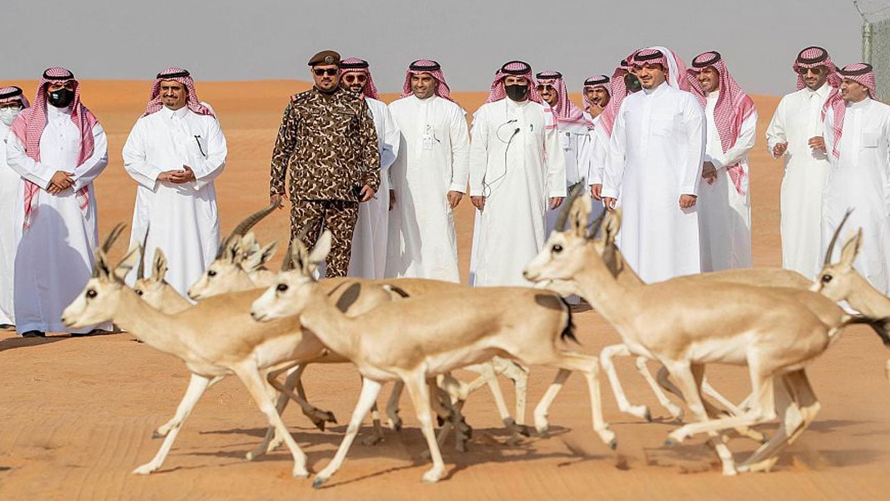 بالفيديو والصور.. وزير الداخلية يطلق عددًا من ظباء الريم والمها العربي