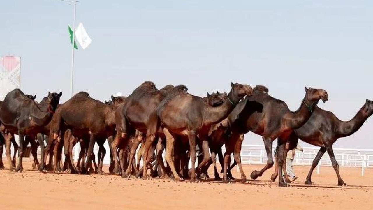 ملاك: «سمِّها» حفظت إرث سلالات الإبل وعززت بيئتها الاقتصادية
