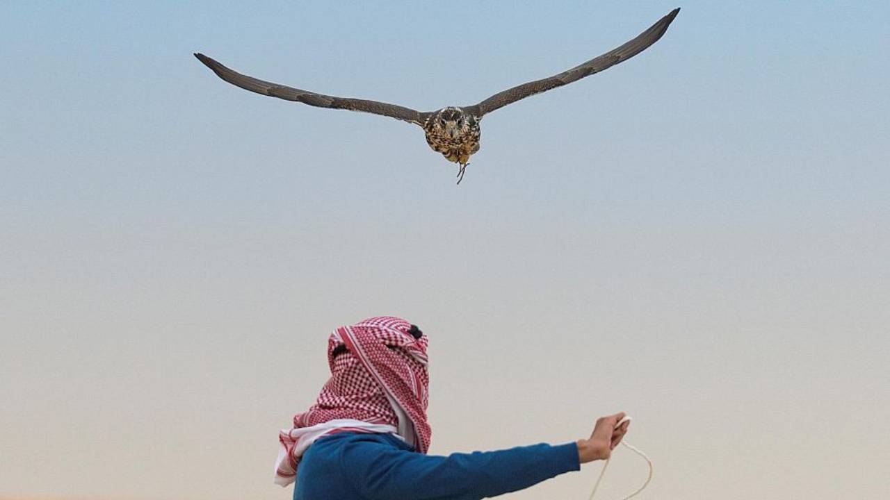 
الصقارون يكثفون استعداداتهم للظفر «بسيف الملك» في ختام مهرجان الملك عبدالعزيز للصقور