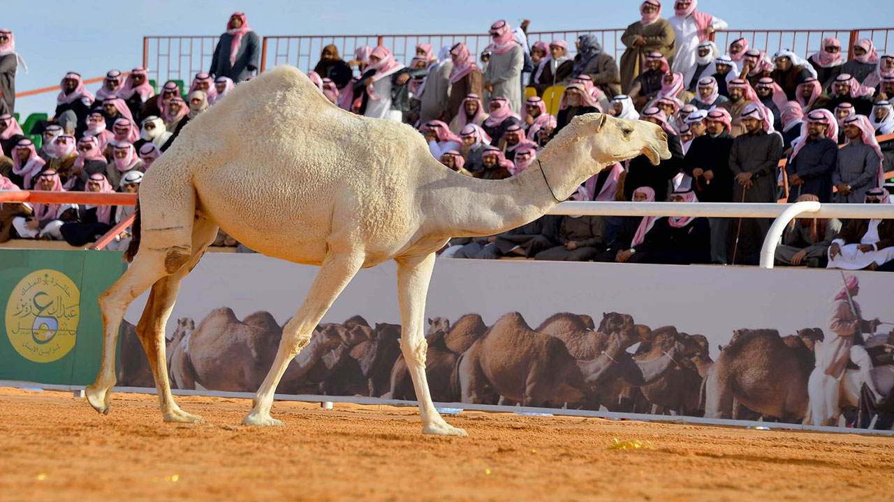 "دوريات الأمن" تشارك في معرض وزارة الداخلية بمهرجان الملك عبدالعزيز للإبل