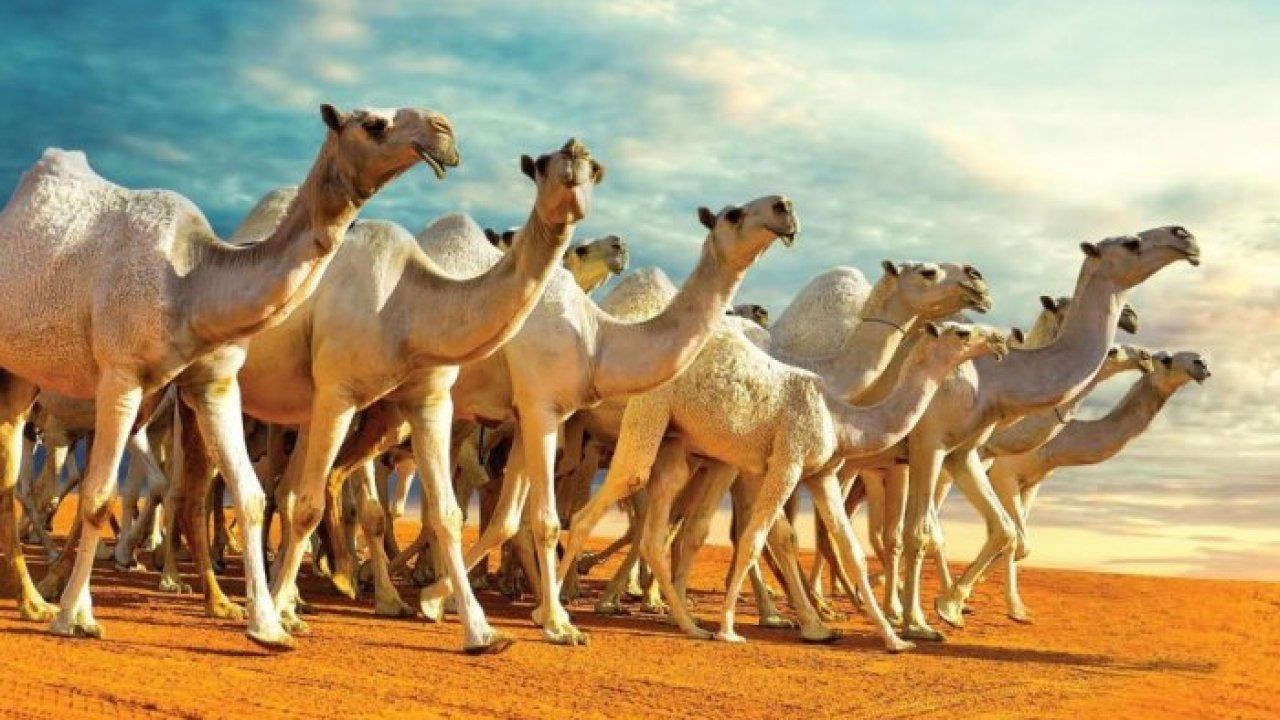 «مهرجان الملك عبدالعزيز للإبل» يوضح موقف حالات عدم تسجيل شرائح الإبل باسم المشارك