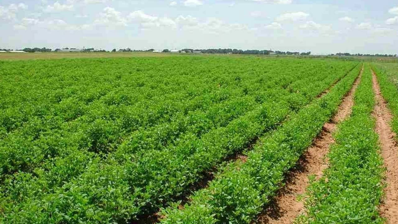 6 طرق لحماية النباتات في موسم الشتاء