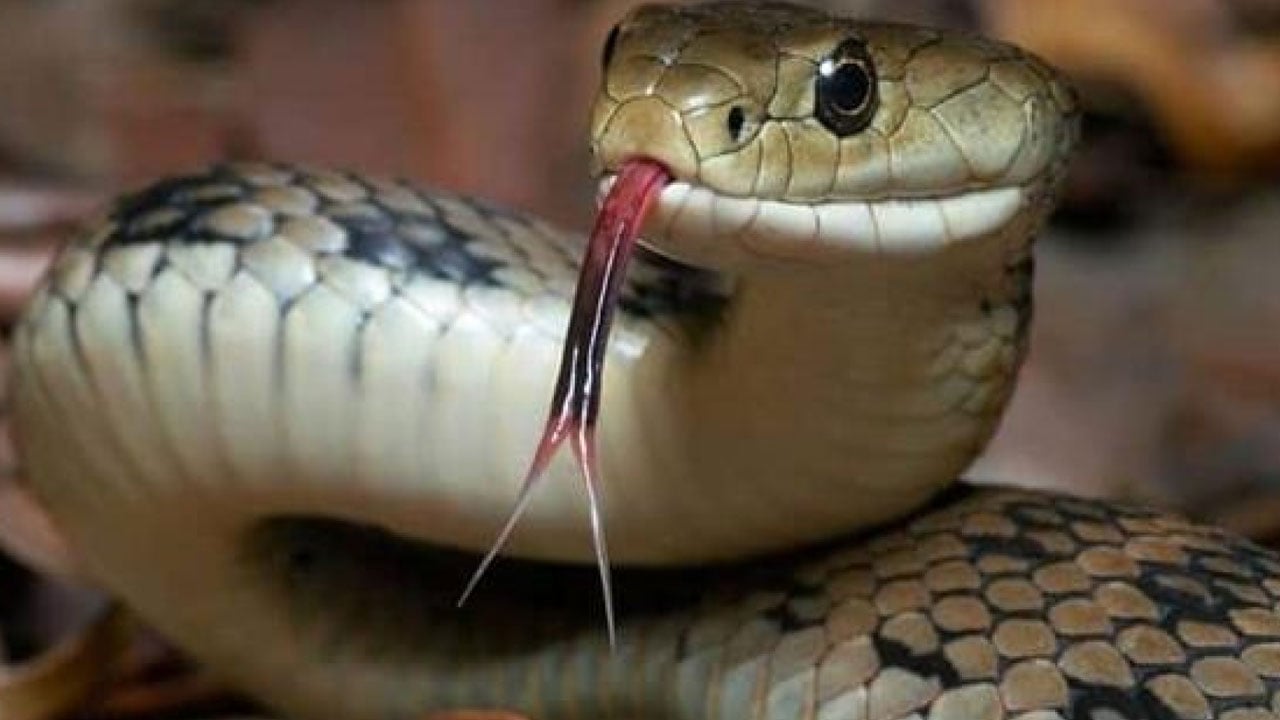 مقطع يوثق رد فعل رجل فوجئ بثعبان في منزله