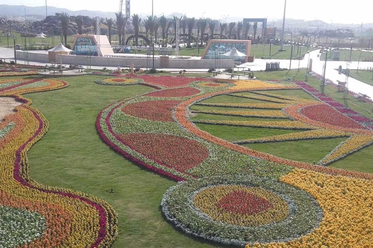 أمانة جازان تستقبل زوَّار الشتاء بـ 100 ألف وردة