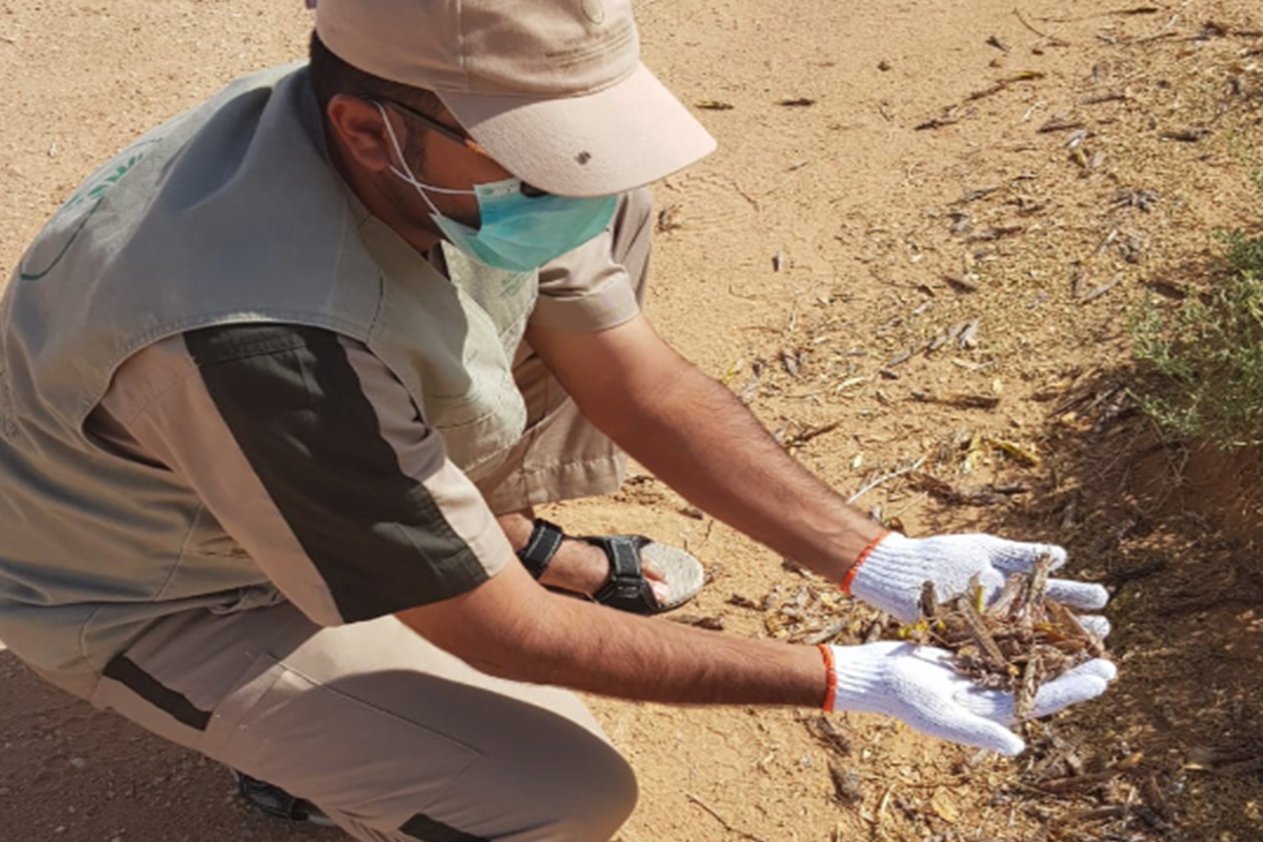 «البيئة» تنشر 21 فرقة لمكافحة الجراد الصحراوي في عسير والباحة