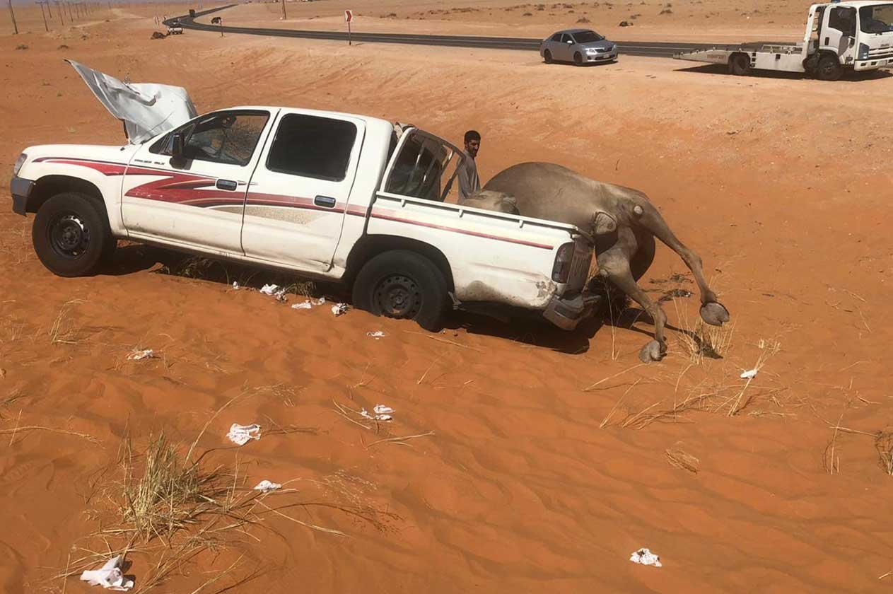 بسبب إبل سائبة.. تعرض والد الزميل ماجد الفريدي لحادث مروري بحائل