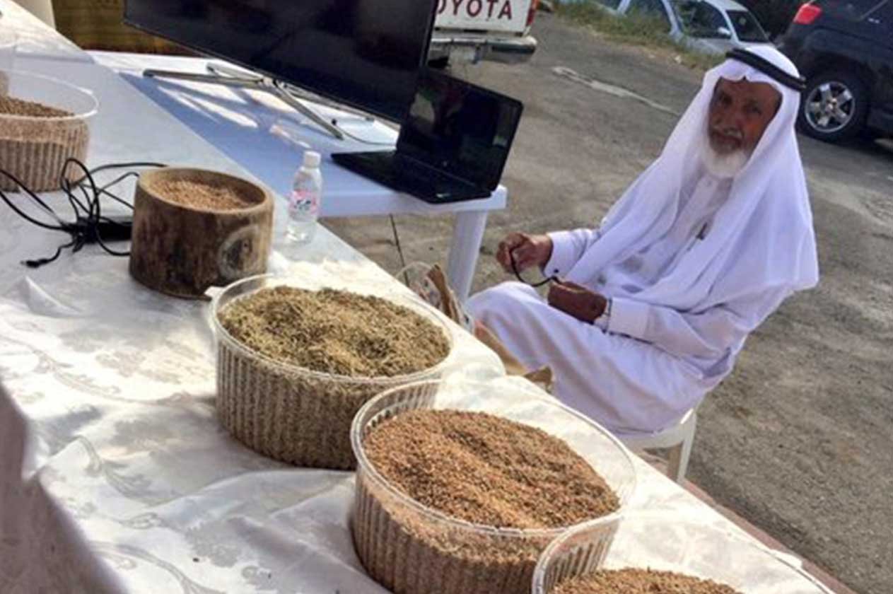 «مهرجان البر الأسمري».. الاحتفاء بغذاء استراتيجي ومنع اندثاره