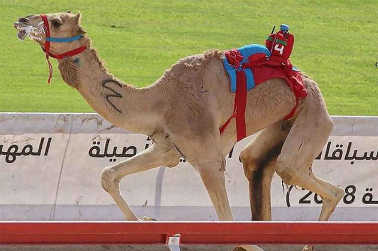 هجن الرئاسة تشعل أجواء ميدان الطائف بأشواط «الثنايا» المسائية