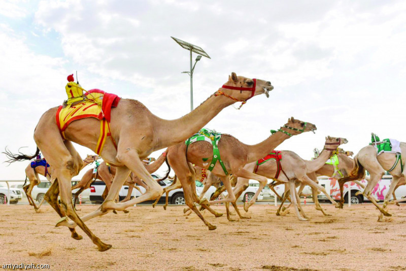 «اعتبار» تنتزع نوماس أشواط البكار.. و«مياس» يحسم شوط القعدان