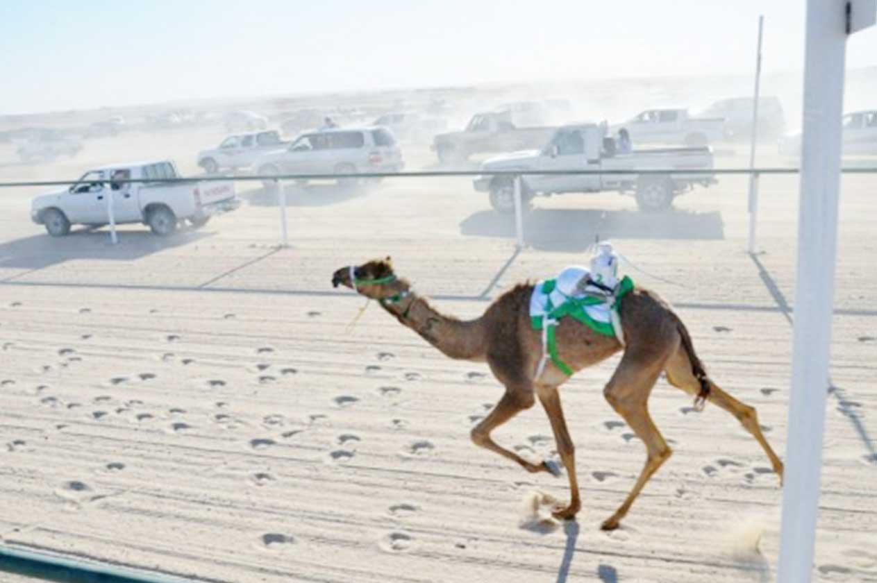 هجن الأمير تركي بن محمد تظفر بنصيب الأسد في أشواط الرموز الرئيسة
