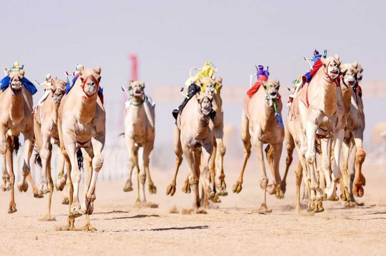 «جهينة» و«حبيب» ينتزعان نوماس الأشواط الرئيسة لفئة «الحيل، الزمول»