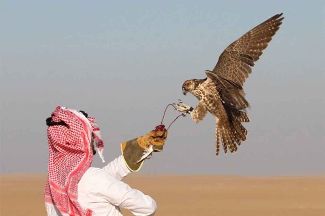 اكتمال الاستعدادات لانطلاق معرض الصقور والصيد السعودي