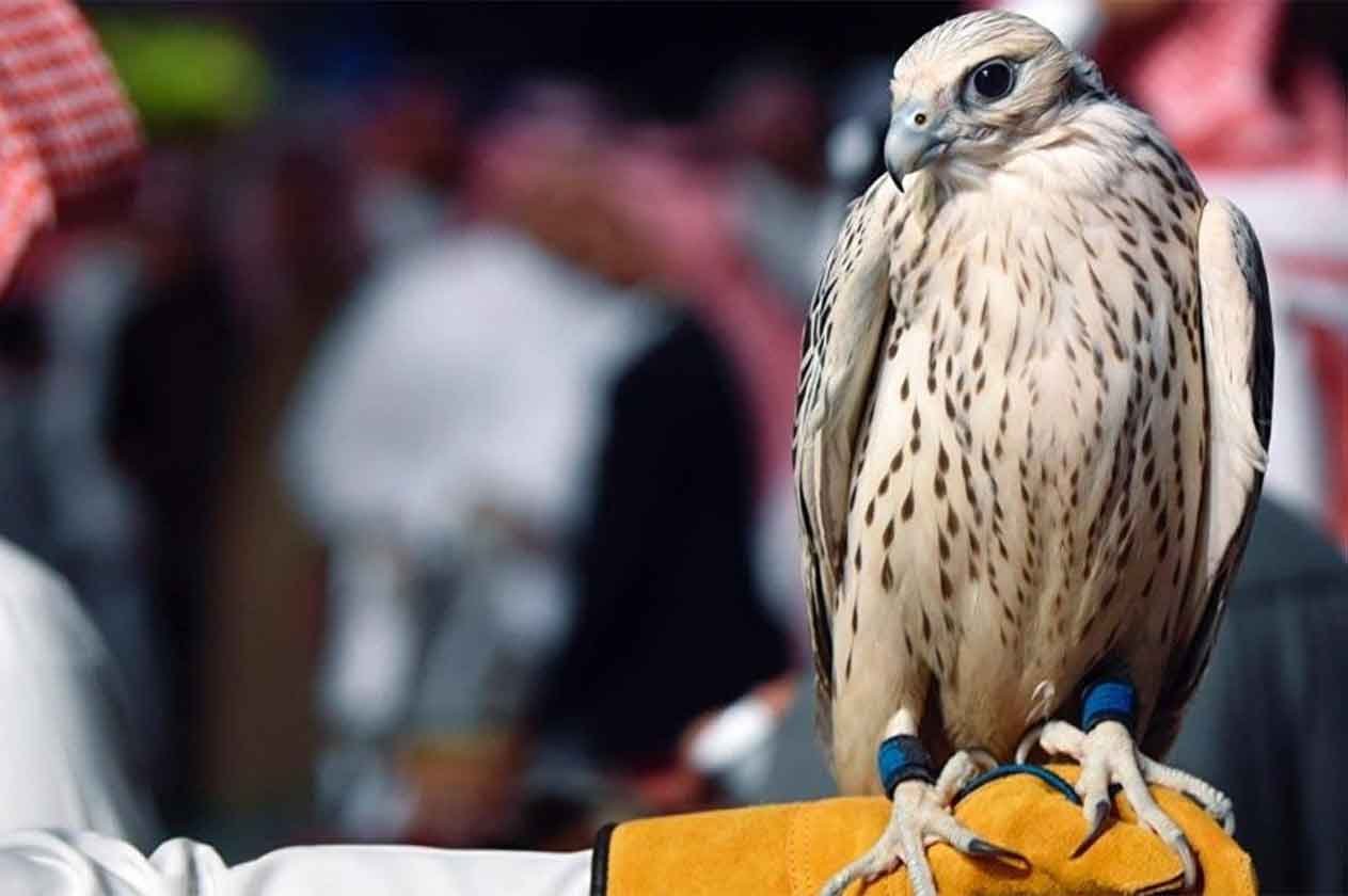 مبيعات الصقور في معرض الصيد السعودي تتجاوز ٤ ملايين ريال