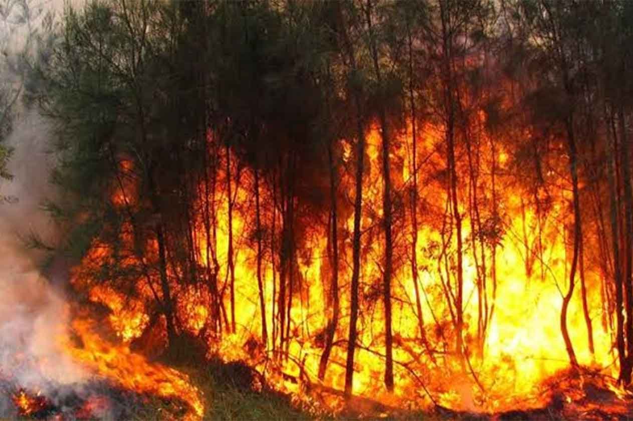 إغلاق أكثر من 600 مدرسة في شرقي أستراليا بسبب حرائق غابات «كارثية»