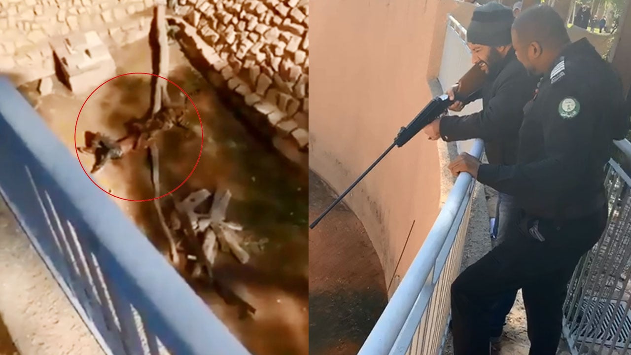 مصادر «عاجل» تكشف كواليس مقطع افتراس نمر شخصًا داخل حديقة الحيوان بالرياض