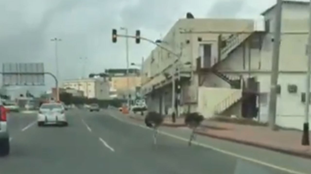 بالفيديو.. نعامتان تسابقان السيارات في «بلجرشي».. ودورية أمنية تتدخل