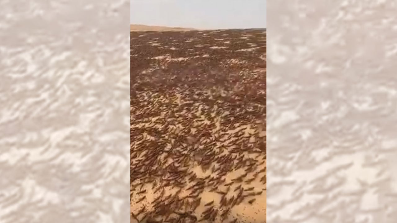 بالفيديو.. أسراب هائلة من الجراد تنتشر غرب «مرات» بالرياض