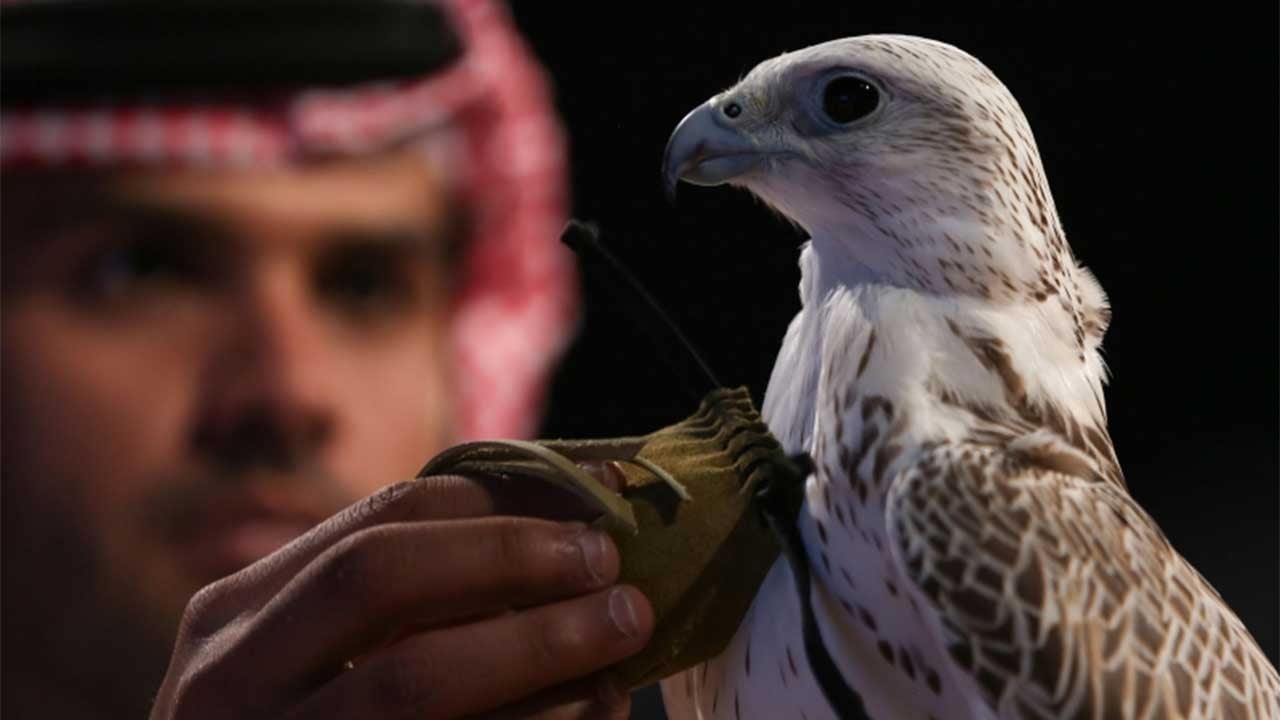 مهرجان الصقور في طريف يسجل أكثر من 4 آلاف زائر