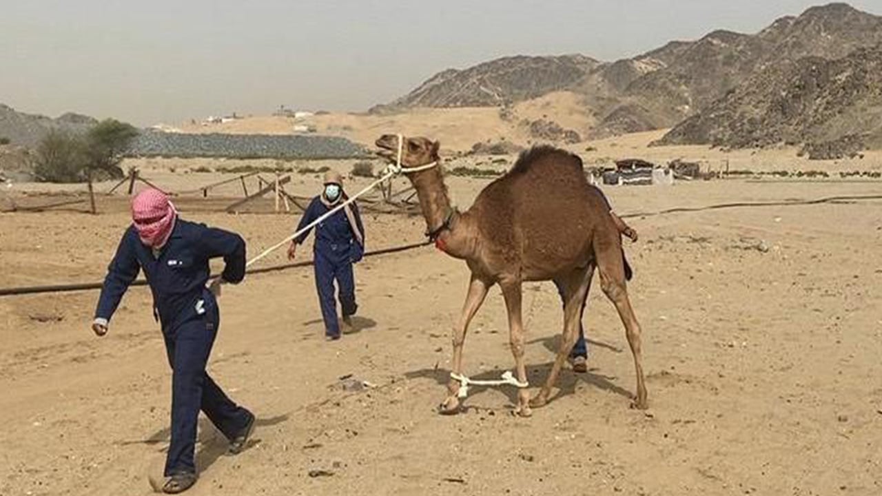 بالصور.. إزالة 12 حظيرة عشوائية مُخالفة جنوبي مكة
