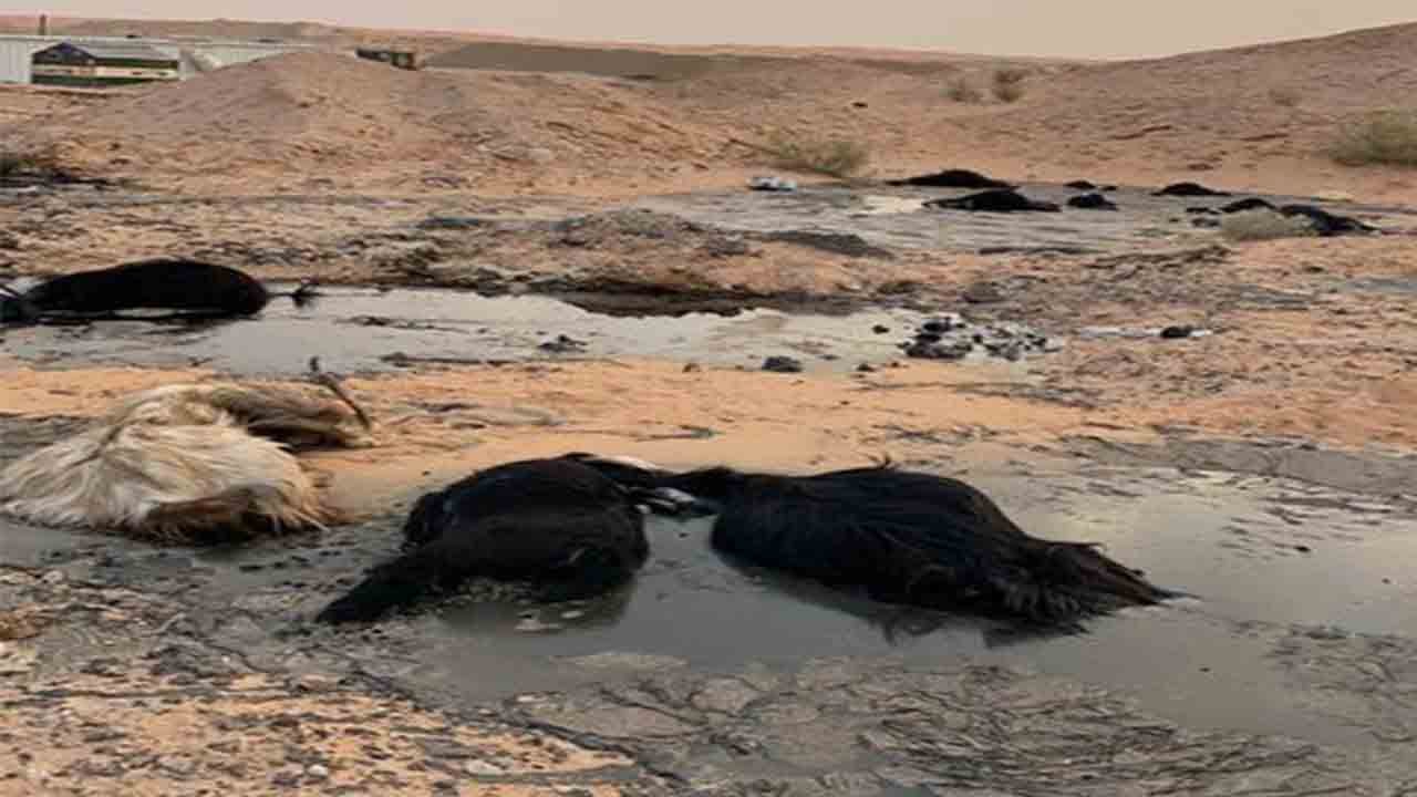 بالصور.. احتجاز قطيع ماشية بمادة القار في حائل والدفاع المدني يتدخل