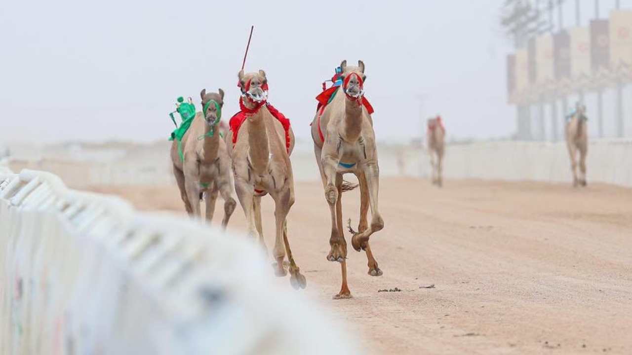 ألمانية تفوز بسباق للهجن في أستراليا