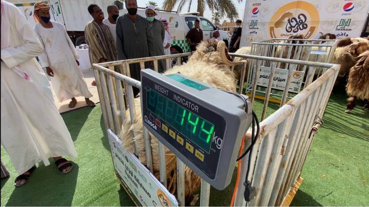أوزان كبيرة سجلها مهرجان «أضحيتي» ببريدة