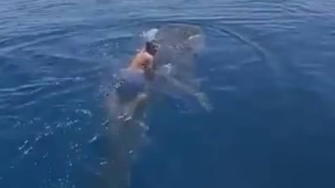 بالفيديو.. شاب سعودي يمتطي حوت في ينبع