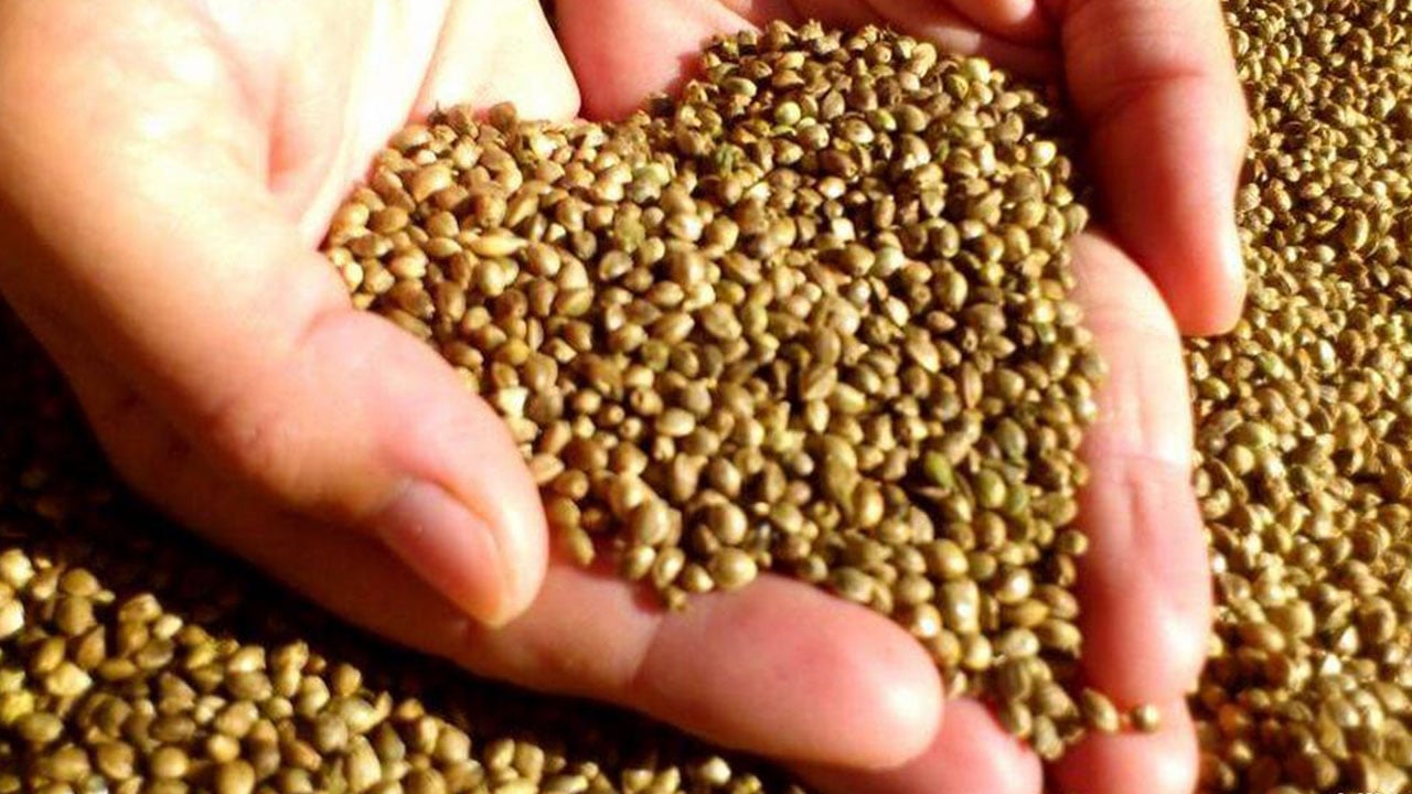 هيئة ألمانية تحذر من الدعاية لفوائد القنب الهندي الصحية