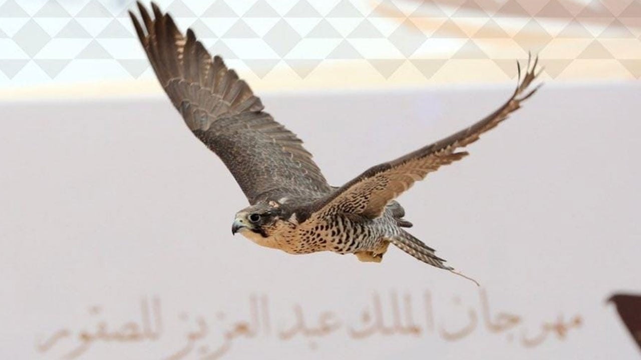 اليوم.. بدء التسجيل في مهرجان الملك عبدالعزيز للصقور