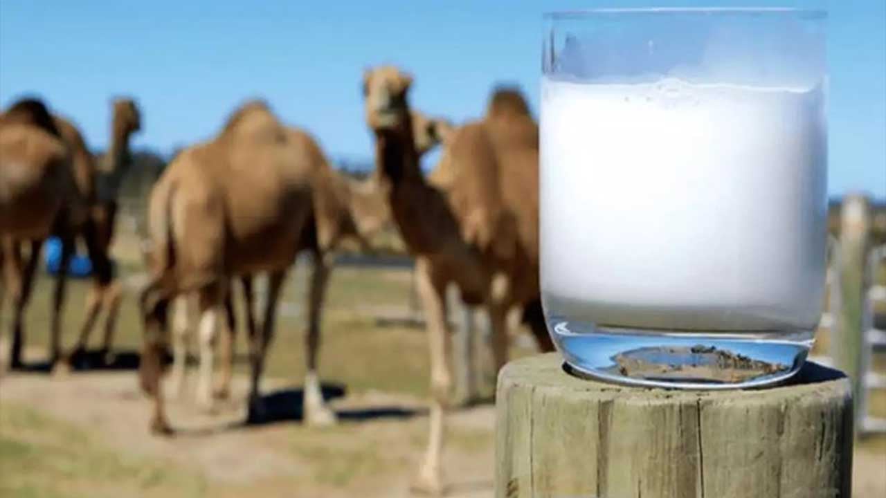 حليب الإبل.. «النمر» يعلّق على دوره في أمراض الشرايين والجلطات