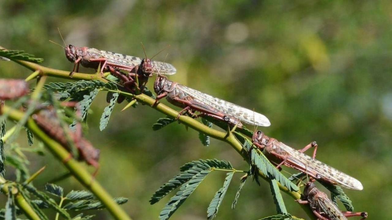 تعرّف على أهم مؤشرات حالة الجراد الصحراوي.. ومستوى الخطر المتوقَّع على المملكة