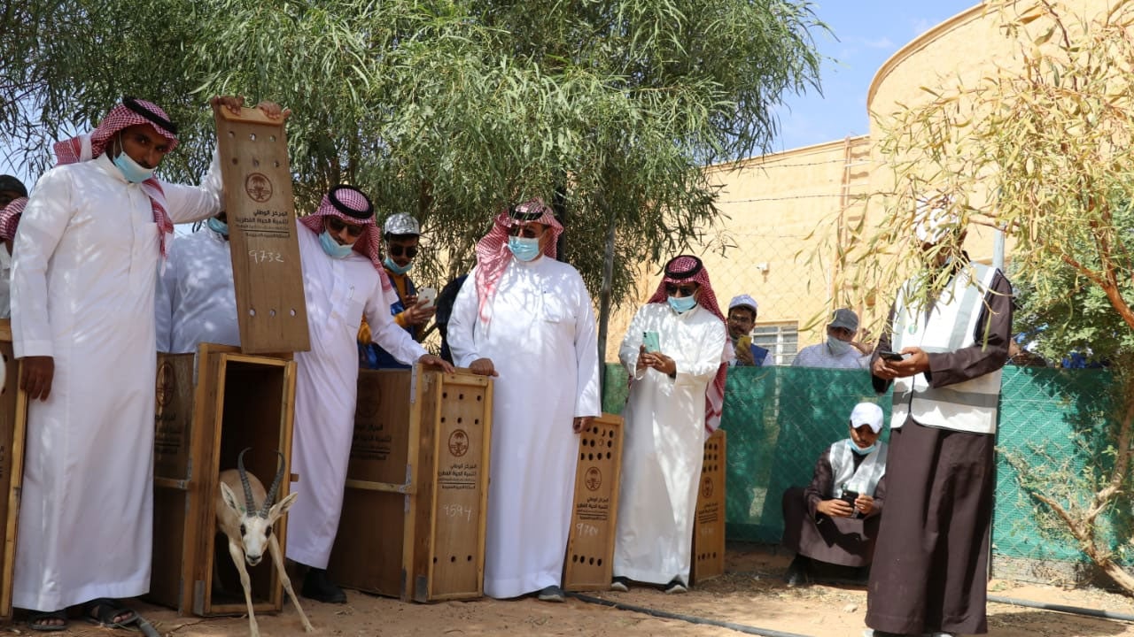 بالصور.. «الحياة الفطرية» يطلق 27 من ظباء الريم في متنزهين بالرياض والقصيم