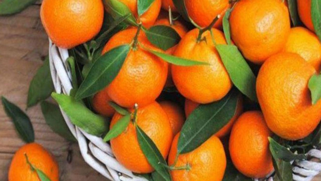 أطباء يحددون عدد حبات اليوسفي المسموح بتناولها يوميًّا