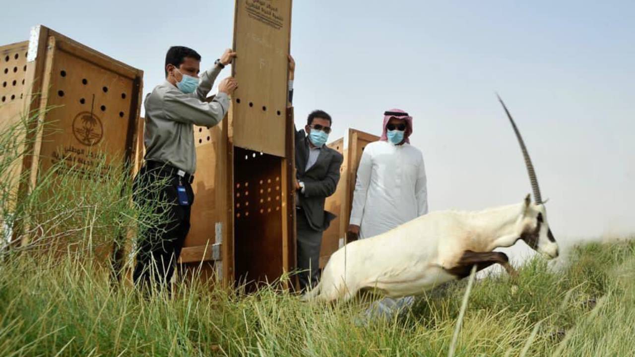 بالصور.. إطلاق 13 من ظباء الريم والمها العربي في منتزه «بقيق»