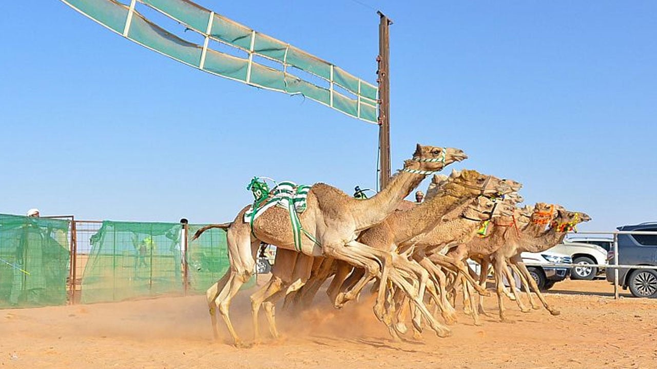 بالصور.. ميدان الهجن بالقصيم ينظِّم سباقه السادس وسط حضور جماهيري