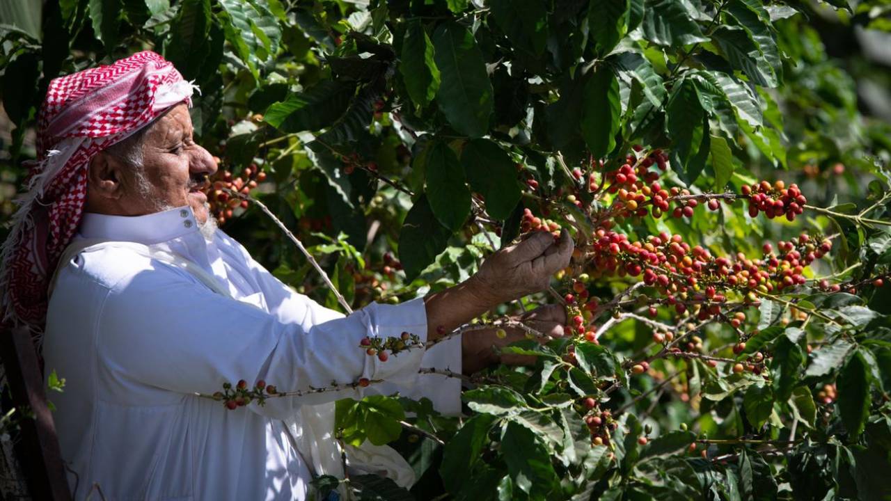 البن «الخولاني» في الداير.. تاريخ من الأصالة يمتد لأكثر من 8 قرون