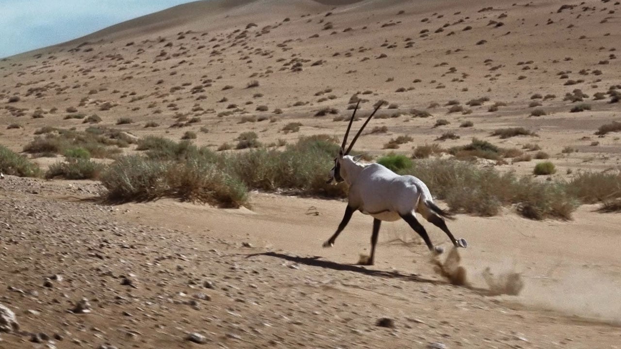 الحياة الفطرية: نسبة المناطق المحمية ستصل إلى 30% من مساحة المملكة بحلول 2030