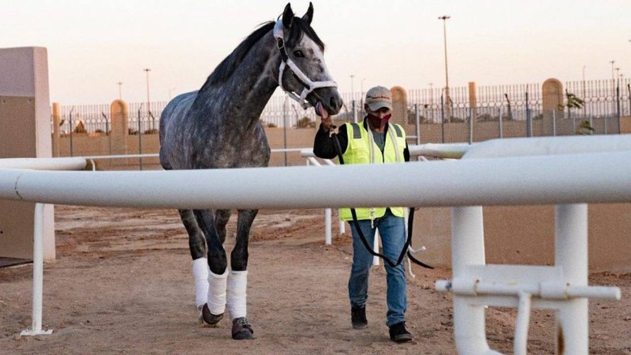 بالفيديو.. الجياد الأمريكية تصل الرياض للمشاركة في «كأس السعودية»