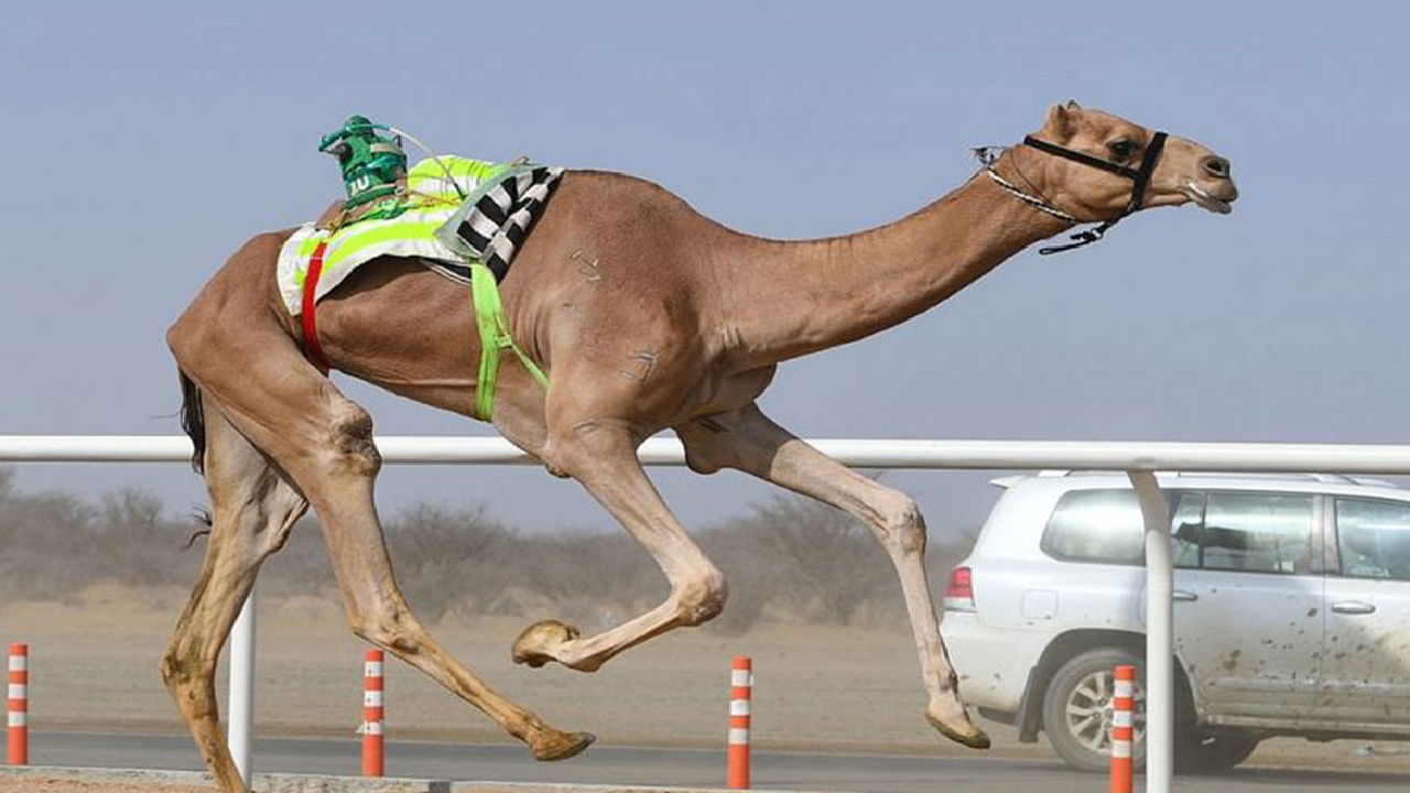 الهجن السعودية تواصل التألق في مهرجان أمير قطر