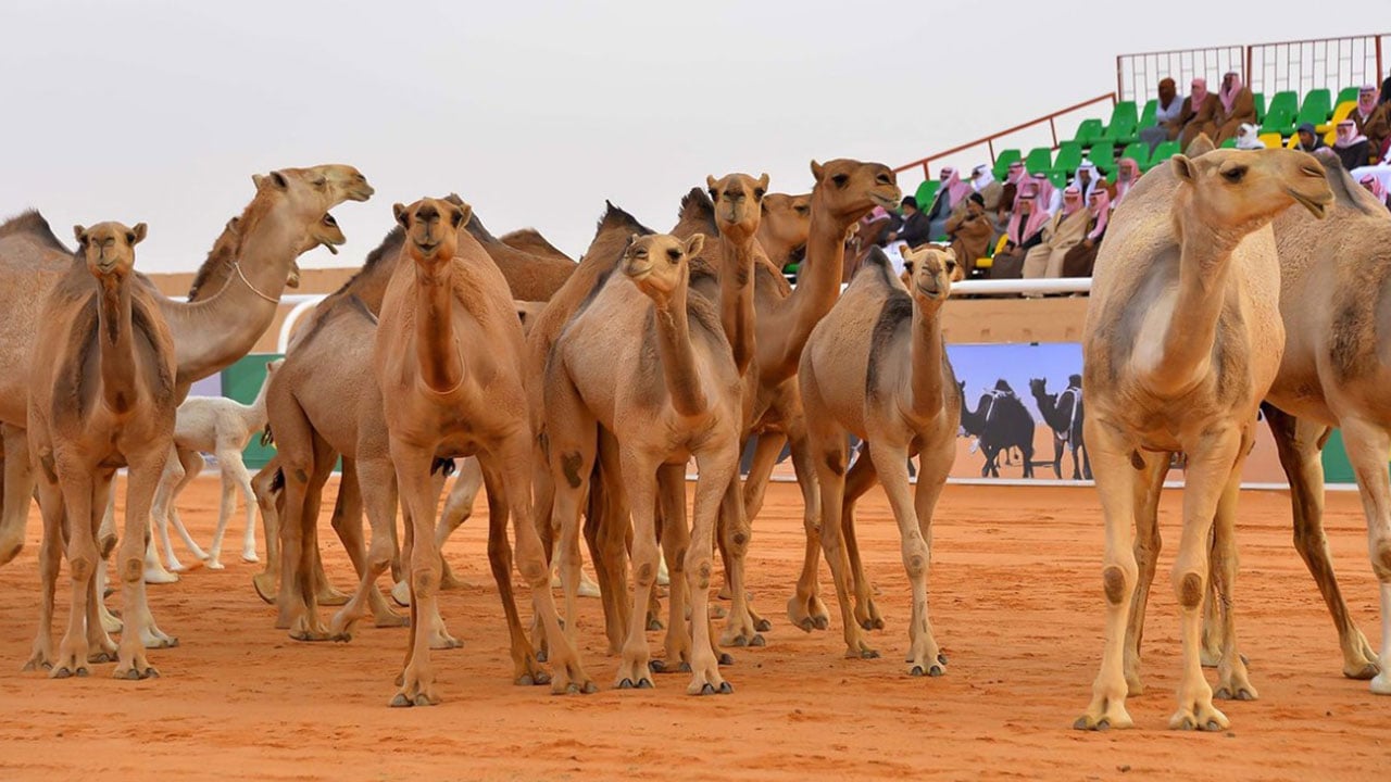 نادي الإبل يعلن آلية المشاركة في مهرجان الملك عبد العزيز: لقاح كورونا شرط
