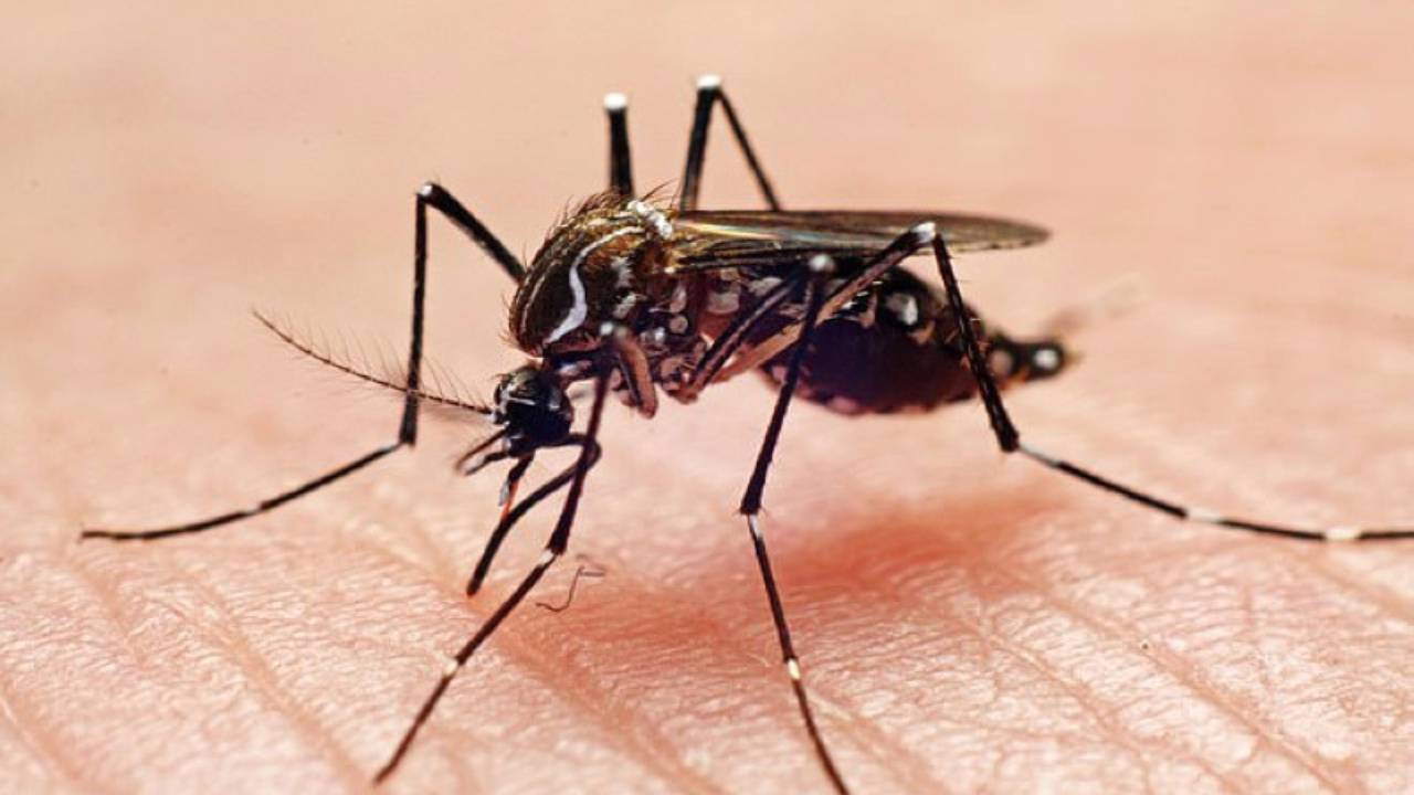 5 نصائح لتجنب لدغات البعوض في الصيف